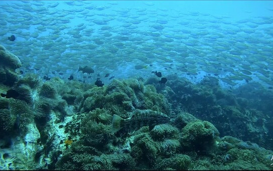 Beneath the waves, vibrant corals thrive alongside diverse marine life, a delicate ecosystem now being studied through eDNA to uncover the subtle impacts of human activities.Photo courtesy of Chuanqi Gong.