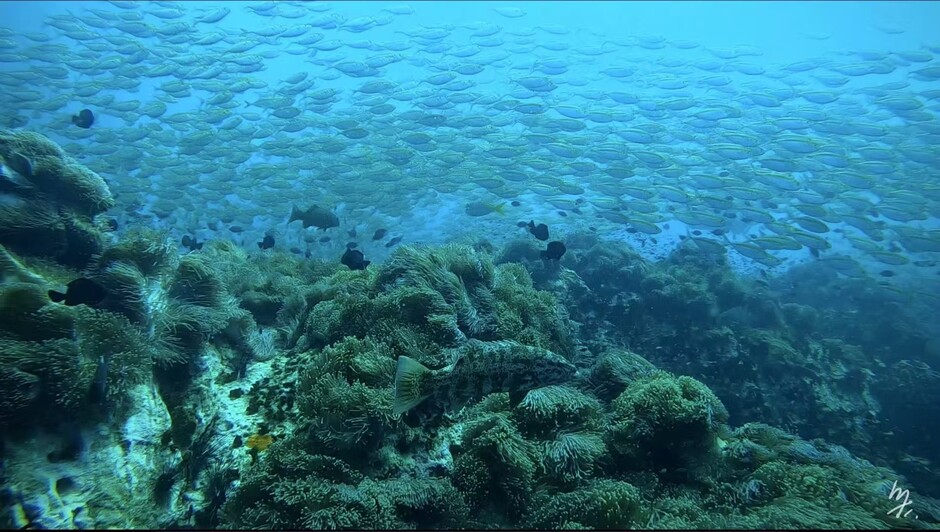 Beneath the waves, vibrant corals thrive alongside diverse marine life, a delicate ecosystem now being studied through eDNA to uncover the subtle impacts of human activities.Photo courtesy of Chuanqi Gong.