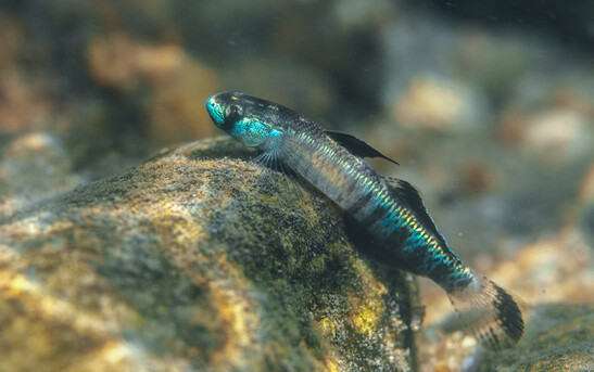The gold neon dwarf goby (Stiphodon percnopterygionus) is one of many diadromous species affected by dam-induced habitat fragmentation. Image credit: Jeffery C.F. Chan
