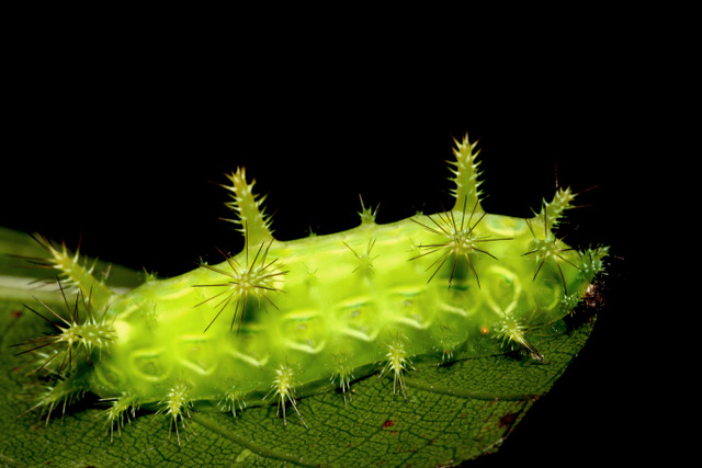 These tropical arthropods—now in decline even in undisturbed rainforests—play vital roles in maintaining ecosystem health, as highlighted in the new HKU-led study. Caterpillar, image credit:Kit Lee. 
