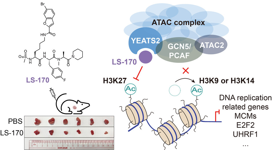 Tumour suppression in vivo — In animal models, LS-170 treatment significantly reduced tumour volume, demonstrating its strong anti-cancer potential. (Image adapted from the relevant journal.)