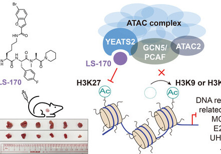 Tumour suppression in vivo — In animal models, LS-170 treatment significantly reduced tumour volume, demonstrating its strong anti-cancer potential. (Image adapted from the relevant journal.)