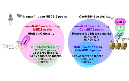 HKU Biologists Discover Alternative Systems that Help Cells Control Genes
