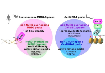 HKU Biologists Discover Alternative Systems that Help Cells Control Genes