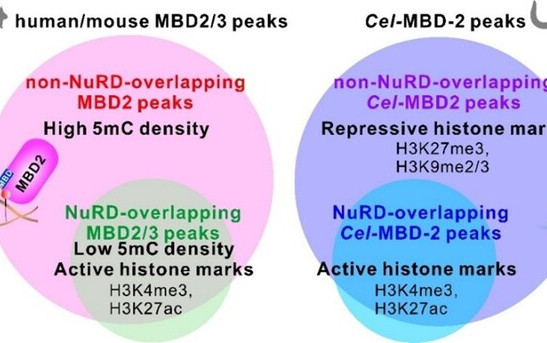 Figure 1. Dual binding patterns of MBD proteins in mammals and in C. elegans