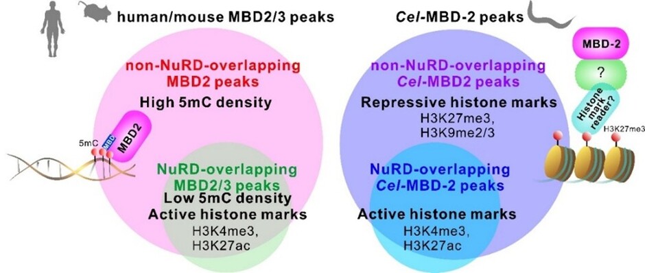 Figure 1. Dual binding patterns of MBD proteins in mammals and in C. elegans
