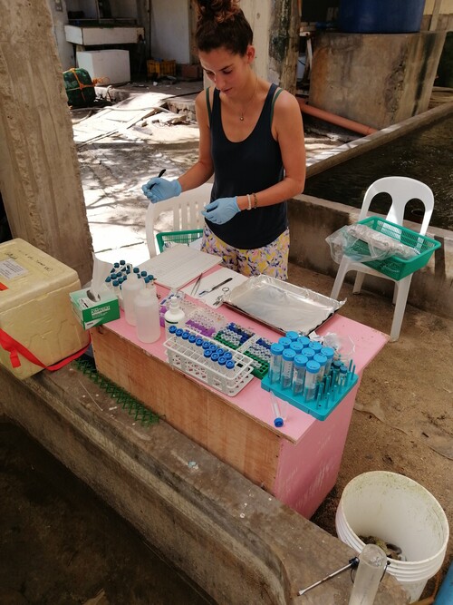 Dr Isis Guibert preparing samples for analysis at the Semirara Marine Hatchery and Laboratory as part of the giant clam research project.  Image credit: Ronnie Estrella.