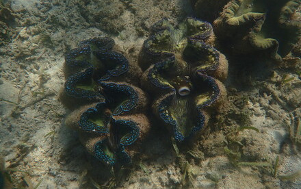 HKU Marine Scientists Reveal Giant Clam Feeding Strategy Could Determine Their Future Survival