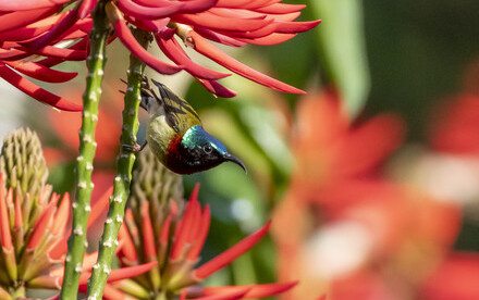 How Birds Thrive on Sugar
