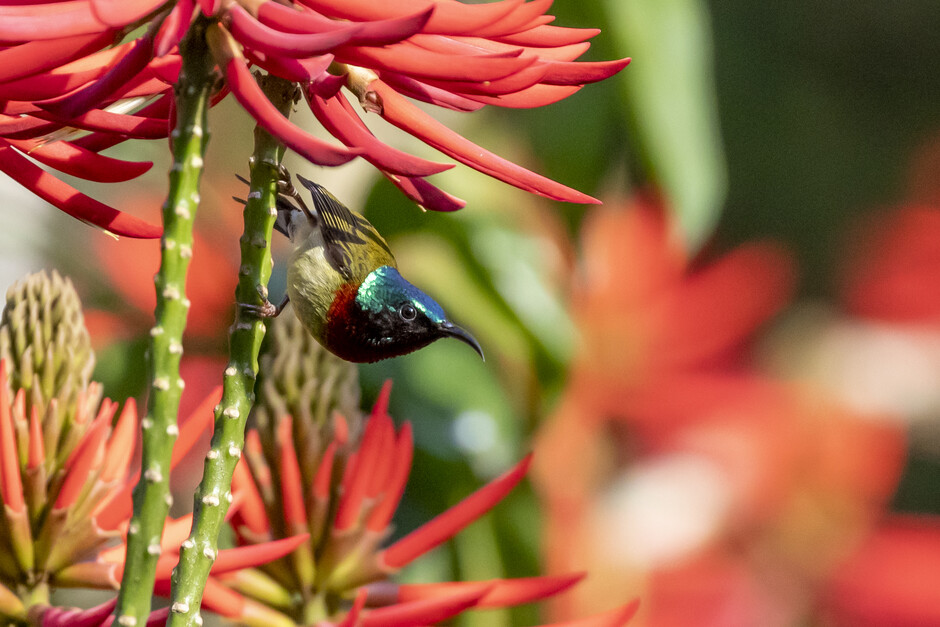 Fork-tailed sunbird drawing nectar from coral tree blossoms. Image provided by Ivan Lam. 