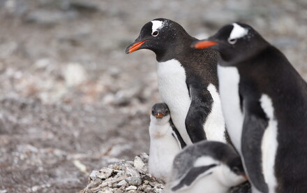 HKU Team Explores Ancient Pathogens in Antarctica