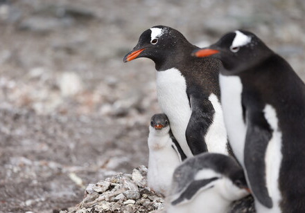 Nesting gentoo penguins (Pygoscelis papua)  on Ardley Island. Image credit: Alexander Williams. 