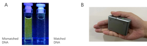 Figure 4. The innovative technologies: (a) The luminescent metal complexes that selectively bind to mismatched DNA, developed by Prof. Che; (b) The portable spectral device that captures the luminescent signal, developed by Dr. Liu.