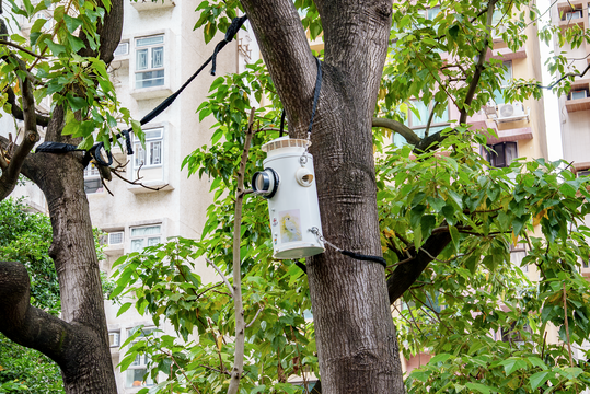 nest box