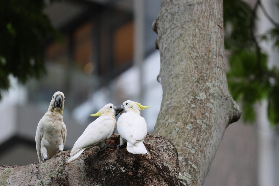 Image 1: Researchers found that the city’s population retains high genetic diversity despite its small size, highlighting its potential conservation value. Image credit: Uva FUNG