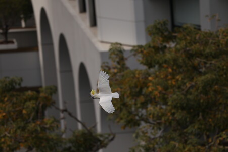 Yellow-crested Cockatoos