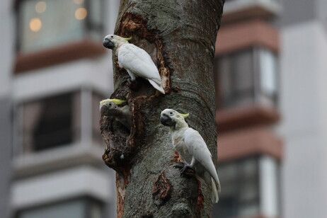 Yellow-crested Cockatoos