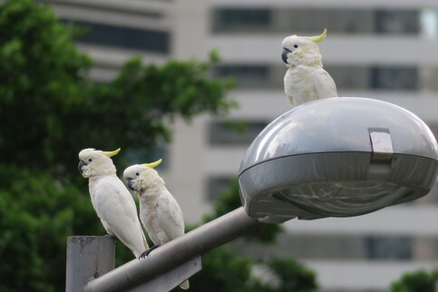 Yellow-crested Cockatoos