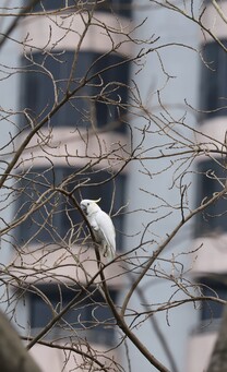 Yellow-crested Cockatoos