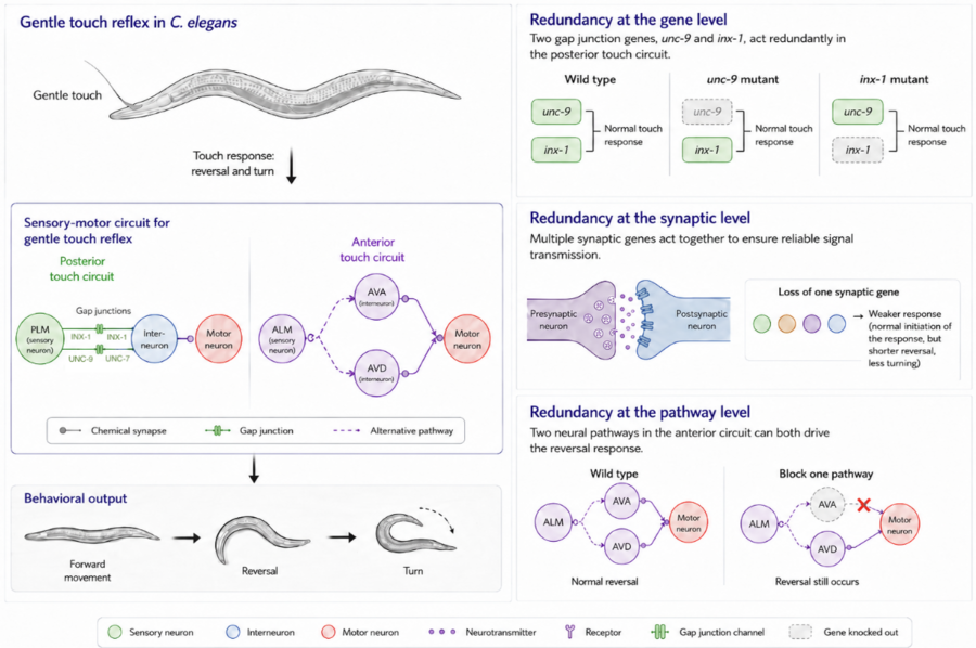 Redundant mechanisms supporting the gentle touch reflex in C. elegans. The diagram shows how genes, synapses and neural pathways work together to maintain a reliable touch response.