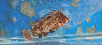 1. Paracentropogon rubripinnis. Commonly known as waspfishes, fish in this genus are often venomous, with poison glands on their spines.