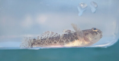 4. Bathygobius coconensis. Cocos frill-goby. A common species across the Indo-Pacific.
