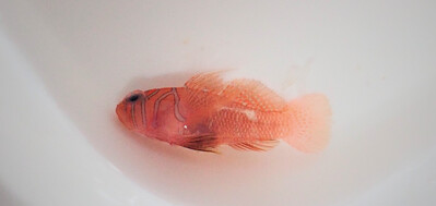 3. Priolepis semidoliata. Half-barred goby. This brightly coloured species lives on coral reefs.