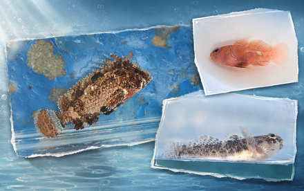 HKU Marine Scientists Reveal Hong Kong’s “Secret Fish” Thriving in Murky Waters