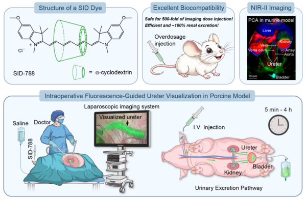 Figure 1. Top left: Structure of the super-inert near-infrared fluorescent rotaxane dye SID-788. Top middle: SID-788 is safe for overdosage injection (500-fold of imaging dose) and exhibits efficient and ~100% renal excretion. Top right: NIR-II imaging in murine model. Principal component analysis (PCA) of NIR-II video (5–40 s post-injection) reveals haemodynamics in various vessels and organs. Bottom: Schematic diagram of surgical imaging workflow in porcine model. Image modified from Lu et al., Nat. Photon. (2026).