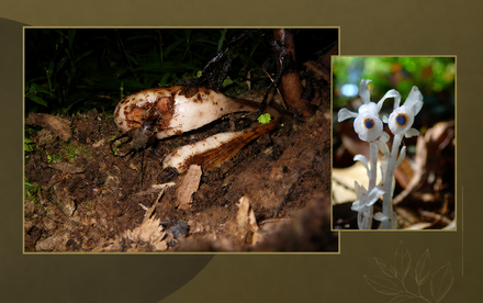 HKU-led Review Highlights Hidden Seed Dispersers in Forest Regeneration