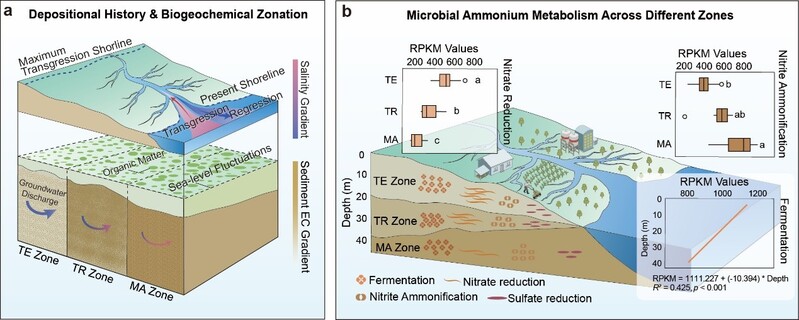 Conceptual model of historical depositional processes, biogeochemical zonation, and microbial ammonium metabolism. Image credit: Adapted from Lu et al., Nature Communications (2026).