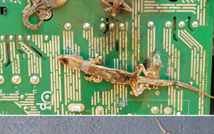 When Invasive Geckos Meet Modern Technology