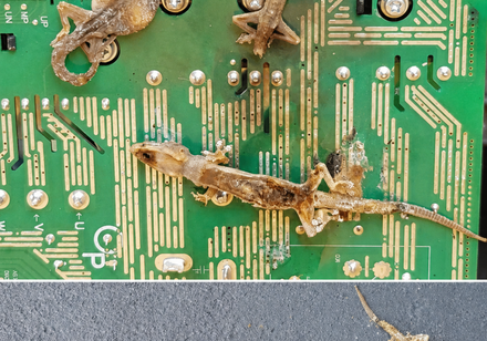 Mummified Hemidactylus frenatus found on the motherboard of an air conditioning unit on Saipan, Com-monwealth of the Northern Mariana Islands. Photo credit: respective paper in Discover Life
