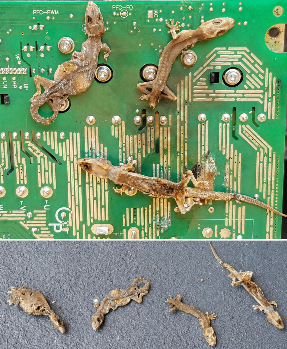 Mummified Hemidactylus frenatus found on the motherboard of an air conditioning unit on Saipan, Com-monwealth of the Northern Mariana Islands. Photo credit: respective paper in Discover Life