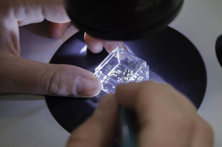 Observing shark dermal denticles under a microscope.