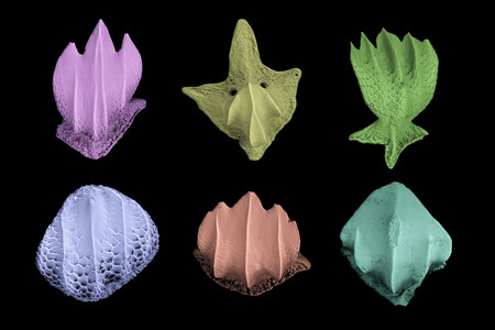 Variation in dermal denticle morphology. Denticles were imaged using a scanning electron microscope and false coloring applied.