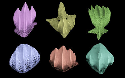Fossil Shark Scales Reveal How Ocean Productivity Shapes Shark Resilience