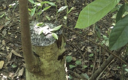 From Wood Chips to Courtroom Evidence: How HKU Scientists Helped Crack an Illegal Agarwood Case