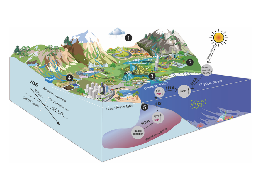 Figure 1. Conceptual model of coastal groundwater phosphorus driving the global acceleration of algal blooms. Image credit: Cheng et al., Nature Communications (2026), CC BY 4.0.