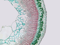 Biological Sciences
