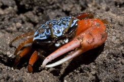 crab