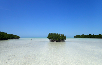 mangrove