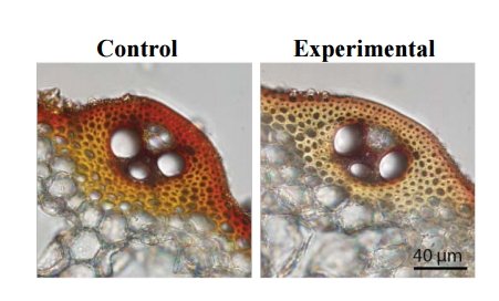 rrice stems.