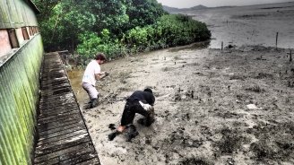 collecing tiny mud crabs
