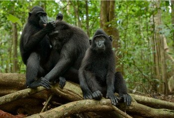 Celebes Crested Macaque, Critically Endangered.