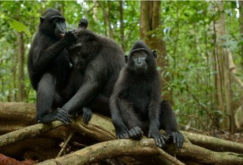 Celebes Crested Macaque, Critically Endangered.