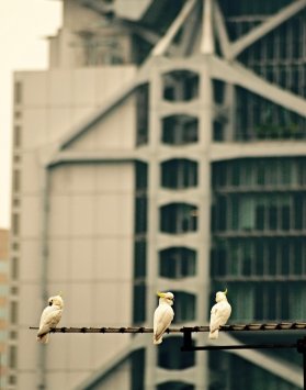 Yellow-crested Cockatoo