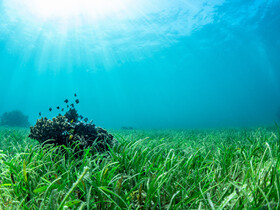 Seagrasses