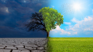 Plants in Global Climate Change