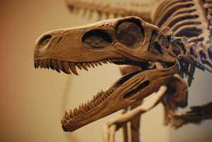Dino Detective